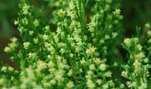 每一棵草都会开花_1200字