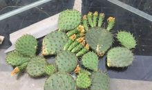 长篇连载 我是不扎人的仙人掌（18）_1200字