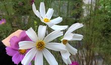 忍一忍就过去了_1500字