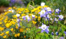 青春，花开的季节_600字