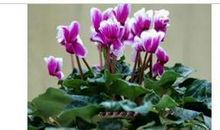 植物优美段落：仙客来段落_750字