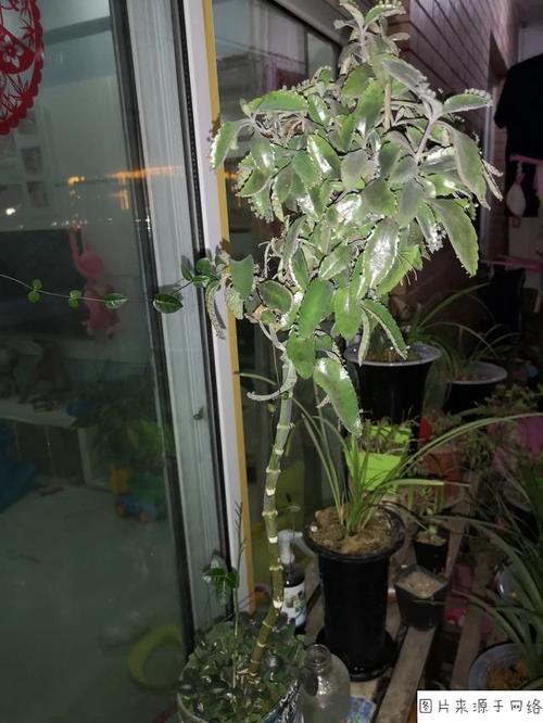 植物的美丽段落：“跌落根”段_650字