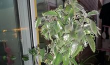 植物优美段落：“落地生根”段落_650字