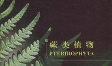 植物优美段落：野生动植物园段落_650字