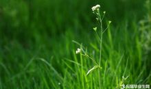 植物优美段落：写植物段落_900字