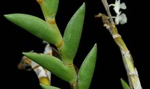 植物优美段落：观察植物段落_700字