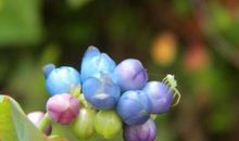 植物优美段落：我的植物宝宝段落_750字