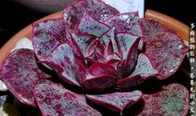 植物优美段落：多肉组合段落_1000字