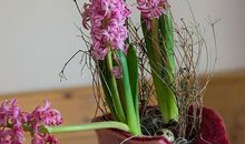 植物优美段落：风信子段落_650字