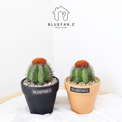 植物的美丽段落：仙人掌段落_750字