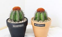 植物优美段落：仙人球段落_750字