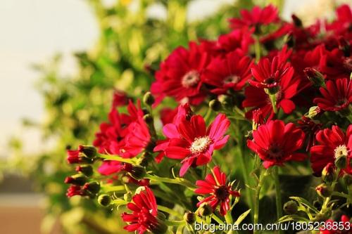 等待开花_900字