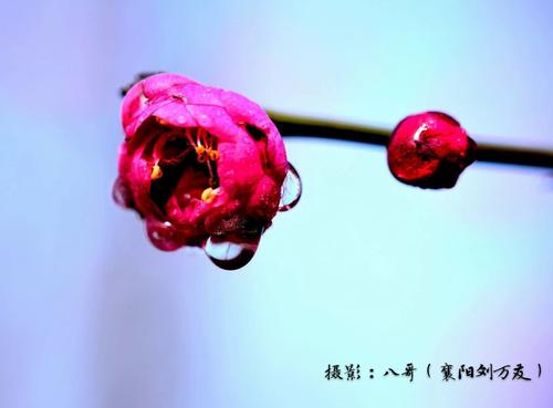 扁平风扇_100字