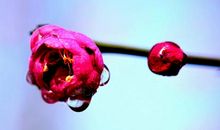 一棵平凡的小草_100字