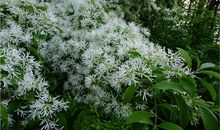 植物优美段落：我的植物段落_550字