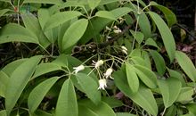 植物优美段落：瓜藤段落_550字