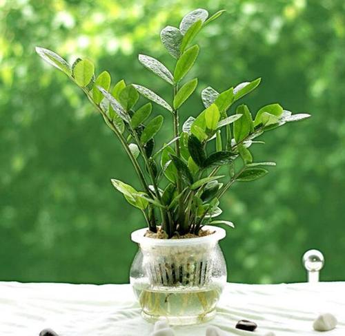 植物的美丽段落：我的植物朋友段_800字