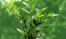 植物优美段落：我的植物朋友段落_800字