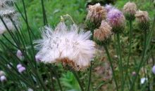 植物优美段落：我的植物朋友段落_600字