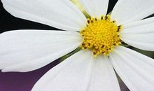 植物优美段落：我的植物朋友段落_750字