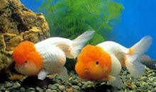 我家的小鱼_200字