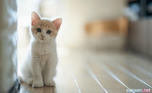 我的家人的小猫_200字