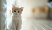 我家的小猫咪_200字