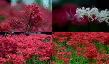 植物优美段落：美丽的植物园段落_750字