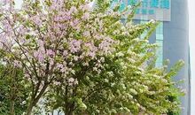 [春天来了]四月芳菲_400字