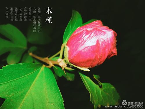 春天的颜色不是雪，而不是一个寒冷的优雅，不是死者荒凉，而不是稳定。春天的颜色蓬勃发展，它是一种充满活力的，它是美丽的。春天的颜色将在干燥的树枝上点缀，使大树就像闪烁。春天的颜色将用地球上的绿色地毯编织，使地球变得温暖。春天的颜色将使世界变得勇敢！