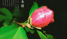 [春天来了]春，愿你被这个世界温柔的爱着_800字