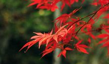 描写枫叶的优美段落