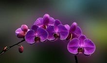 描写玫瑰花的优美段落