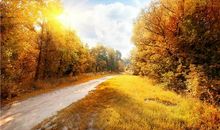 四年级写景作文：秋天的色彩_550字