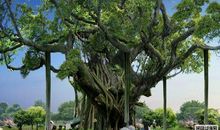 描写榕树的优美段落