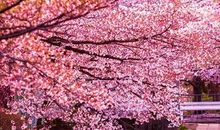 描写樱花的优美段落