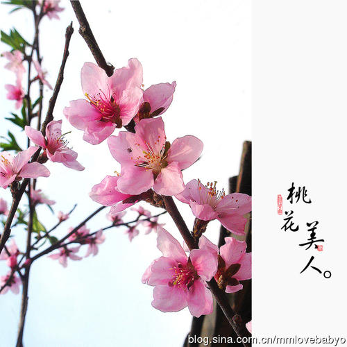 描述桃花的美丽段落