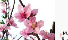 描写桃花林的优美段落