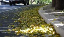 [春天来了]落叶吟_200字