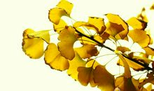 描写银杏叶的优美段落