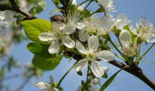 [春天来了]“小小绒球”_400字