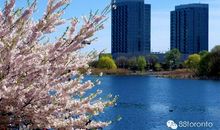 [春天来了]美丽的校园_450字