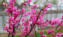 [春天来了]看桃花_400字