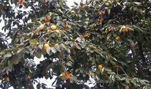 描写柿子树的段落