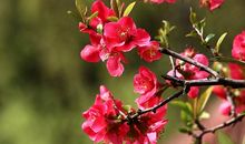 描写海棠花、喇叭花、荷花、菊花等花优美段落_1200字