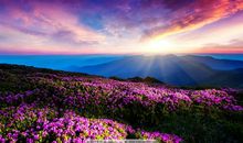 记忆的花海_3000字