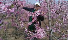 沉醉在花的世界_800字