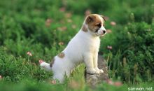 关于狗的作文：狗_650字