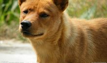 关于狗的作文：我家的小黄狗_800字