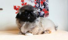 关于狗的作文：给京巴狗安个家_600字